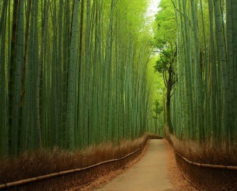 La historia del Bambu